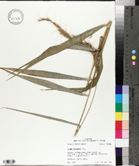 Elymus wiegandii image