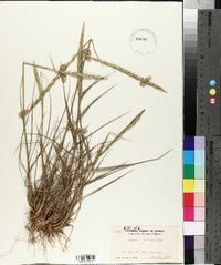 Elymus glaucus subsp. virescens image