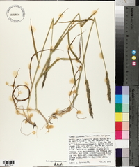 Elymus glaucus subsp. virescens image