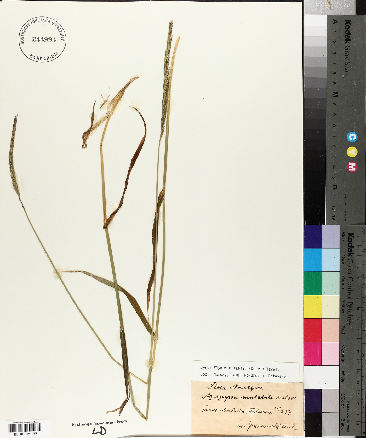 Elymus mutabilis image