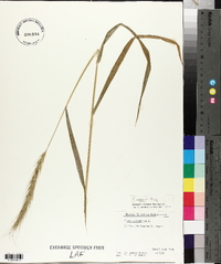 Elymus riparius image