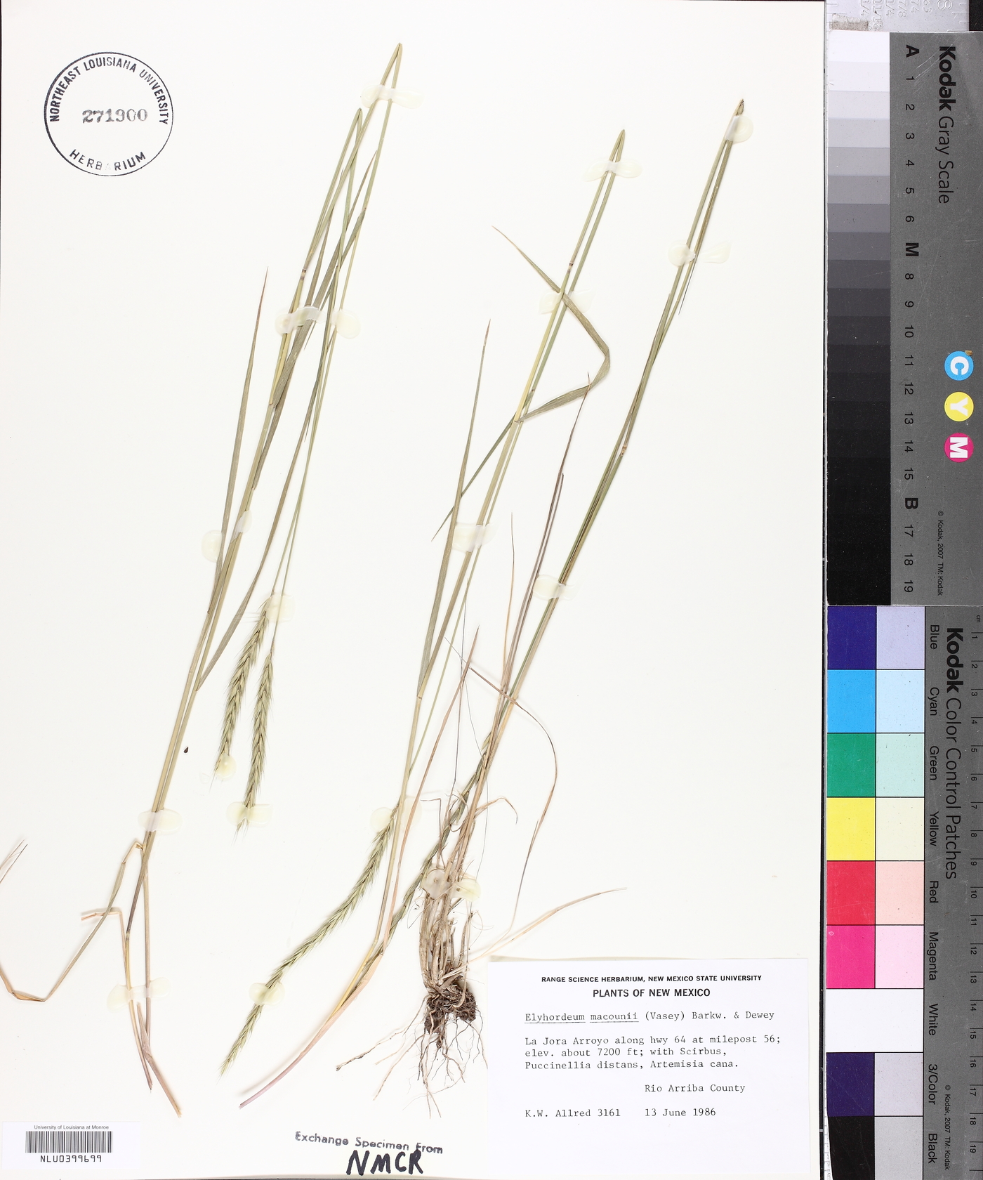 x Elyhordeum macounii image