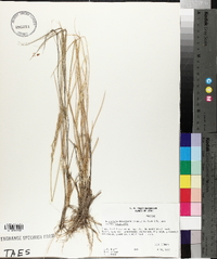 Elymus lanceolatus image