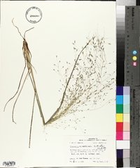 Eragrostis elliottii image