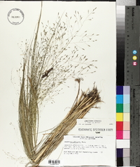 Eragrostis elliottii image