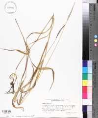 Elymus glaucus image