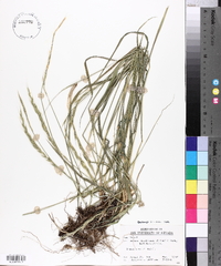 Elymus glaucus image