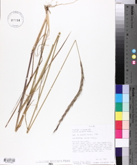 Elymus glaucus image