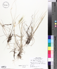 Elymus elymoides subsp. brevifolius image