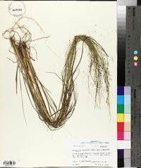 Eragrostis elliottii image