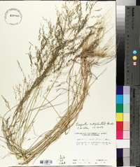 Eragrostis curtipedicellata image