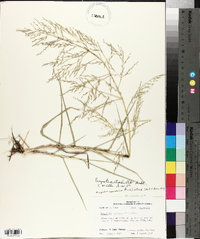 Eragrostis curtipedicellata image