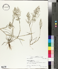 Eragrostis minor image