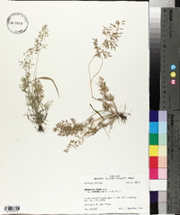 Eragrostis minor image