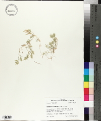 Eragrostis hypnoides image