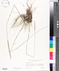 Psathyrostachys juncea image