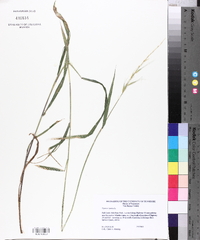 Elymus hystrix image