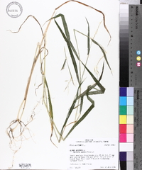 Elymus hystrix image