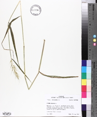 Elymus hystrix image