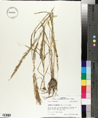 Eragrostis japonica image