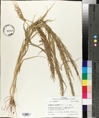 Eragrostis japonica image