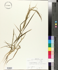 Eragrostis japonica image