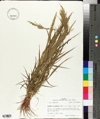 Eragrostis japonica image