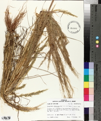 Eragrostis japonica image