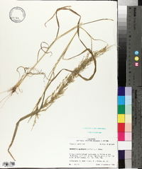 Eragrostis japonica image