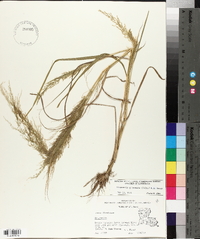 Eragrostis japonica image