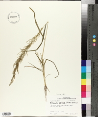 Eragrostis japonica image