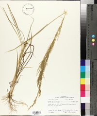 Eragrostis japonica image