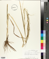 Eragrostis japonica image