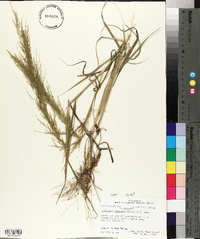 Eragrostis japonica image