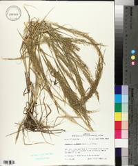 Eragrostis japonica image