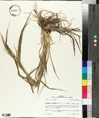 Eragrostis japonica image