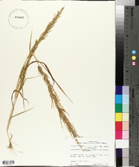 Eragrostis japonica image