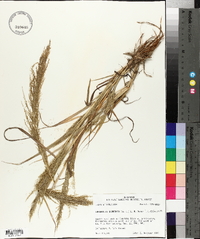 Eragrostis japonica image