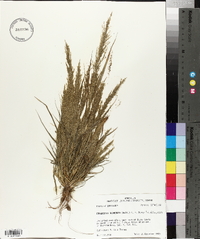 Eragrostis japonica image