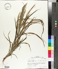 Eragrostis japonica image