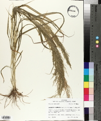 Eragrostis japonica image