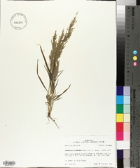 Eragrostis japonica image