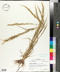 Eragrostis japonica image