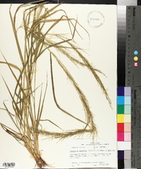 Eragrostis japonica image