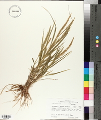 Eragrostis japonica image