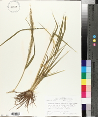 Eragrostis japonica image