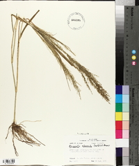 Eragrostis japonica image