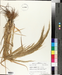 Eragrostis japonica image