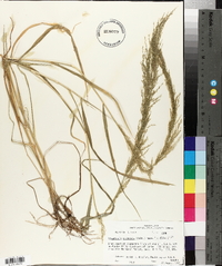 Eragrostis japonica image