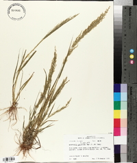 Eragrostis japonica image